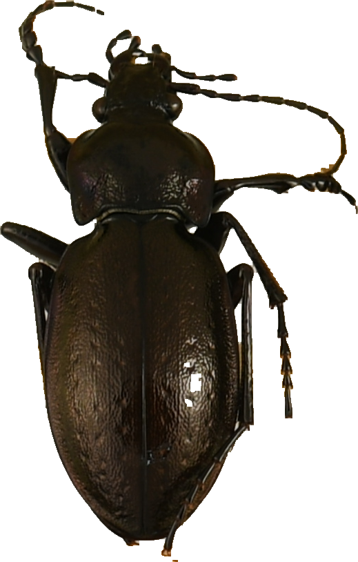 beetle_1203.png