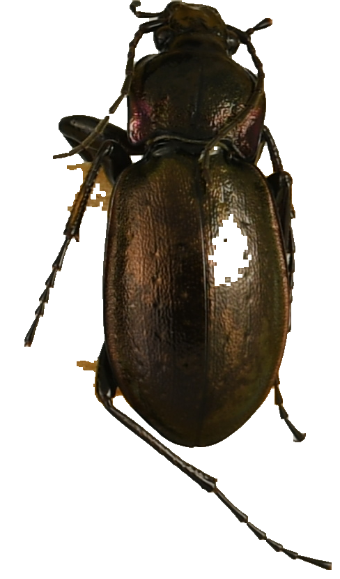 beetle_611.png