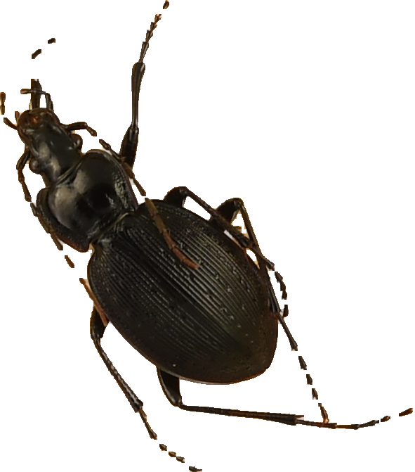 beetle_344.png