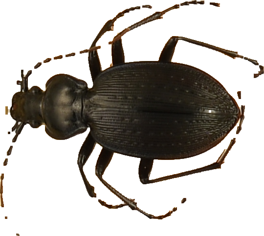 beetle_535.png