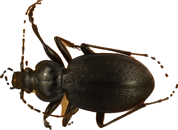 beetle_540.png