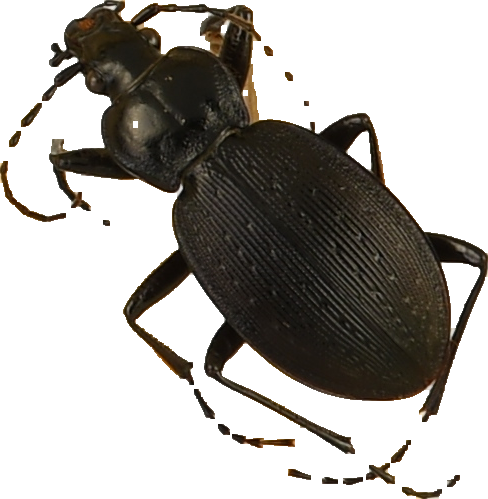 beetle_401.png