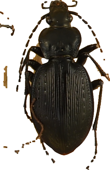 beetle_890.png