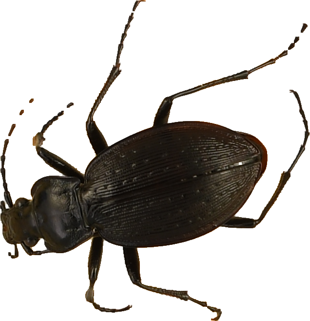 beetle_194.png