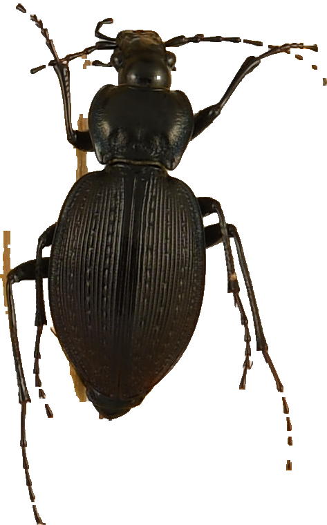 beetle_738.png