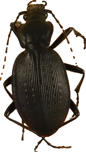 beetle_1254.png