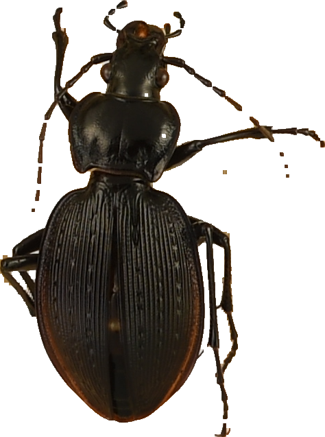 beetle_535.png