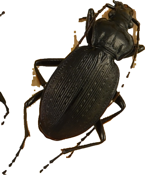 beetle_537.png