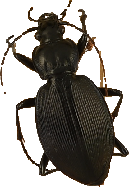 beetle_539.png