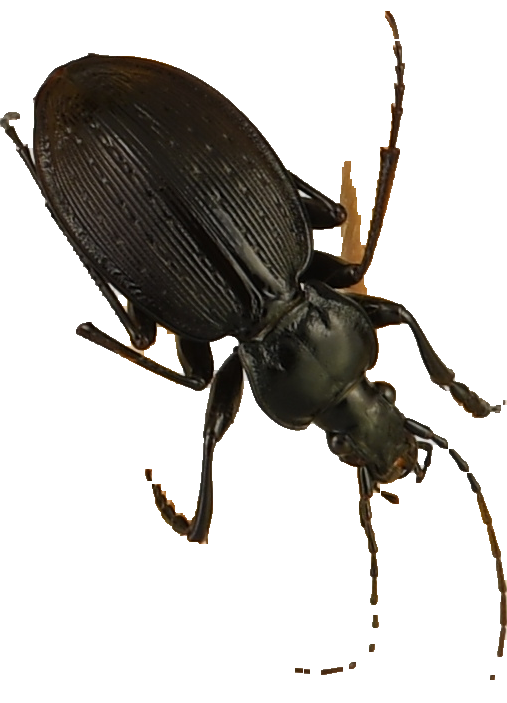 beetle_130.png