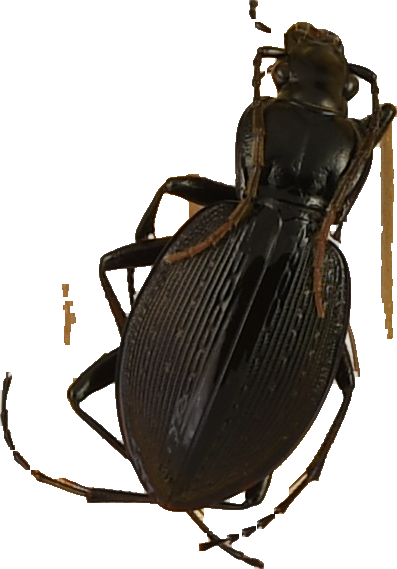 beetle_132.png