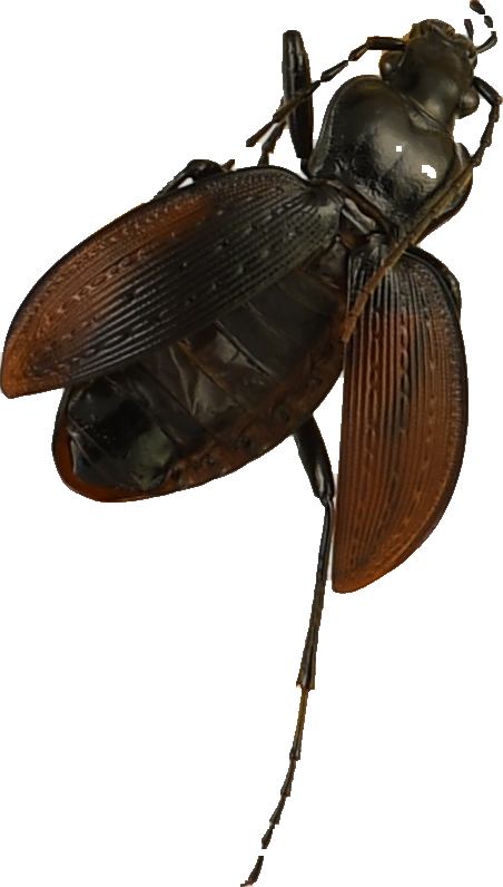 beetle_139.png