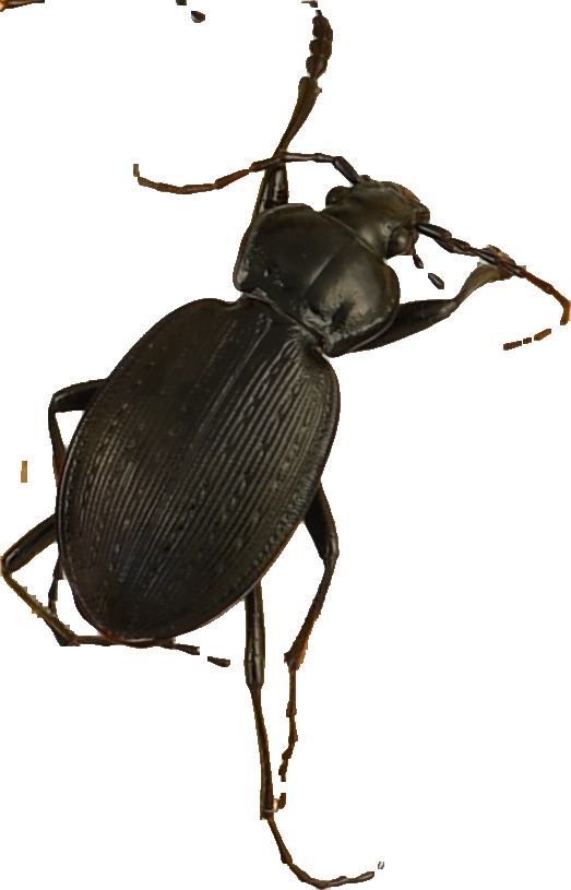 beetle_372.png