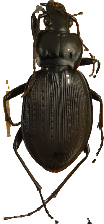 beetle_892.png