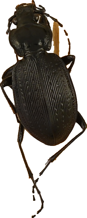 beetle_913.png