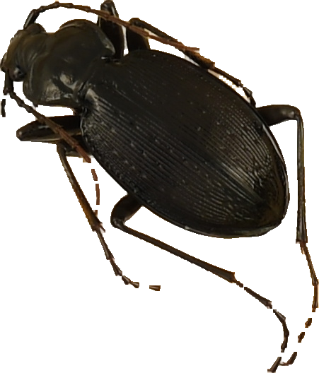 beetle_990.png