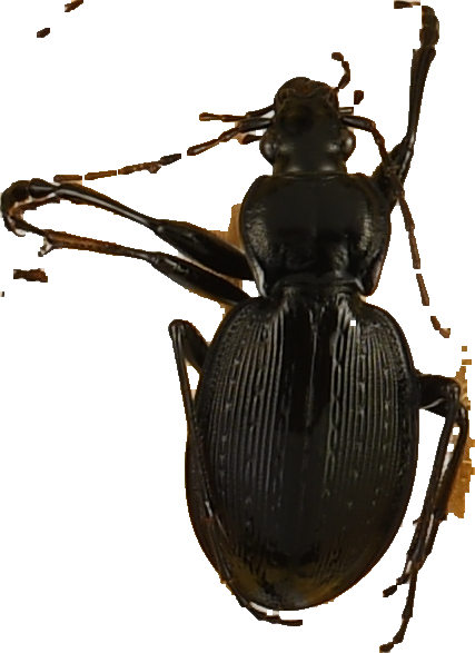 beetle_1027.png