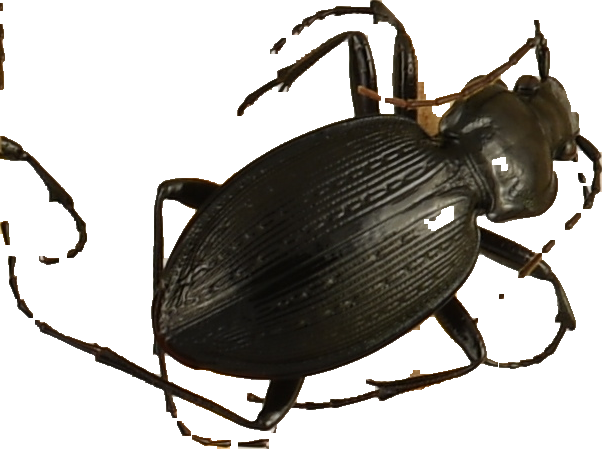 beetle_1276.png