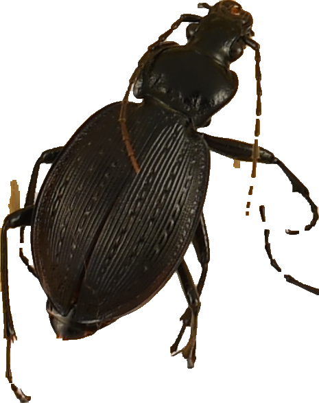 beetle_1278.png