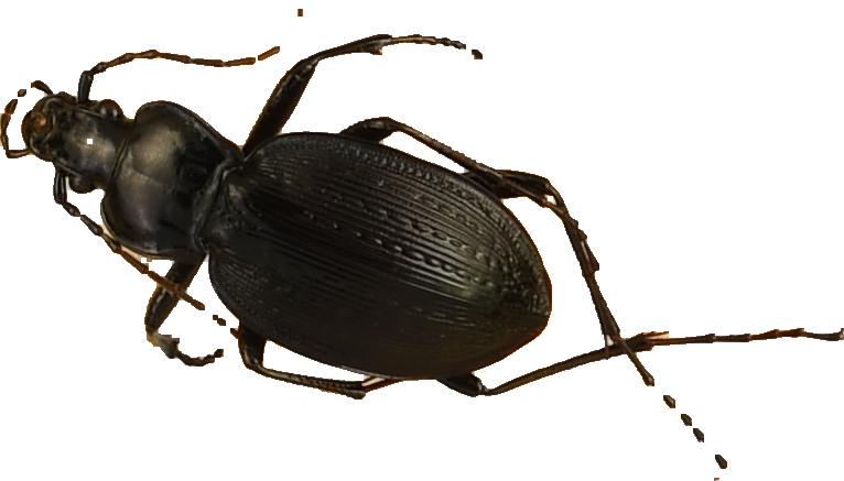 beetle_218.png