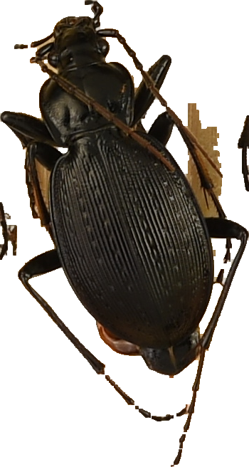 beetle_266.png