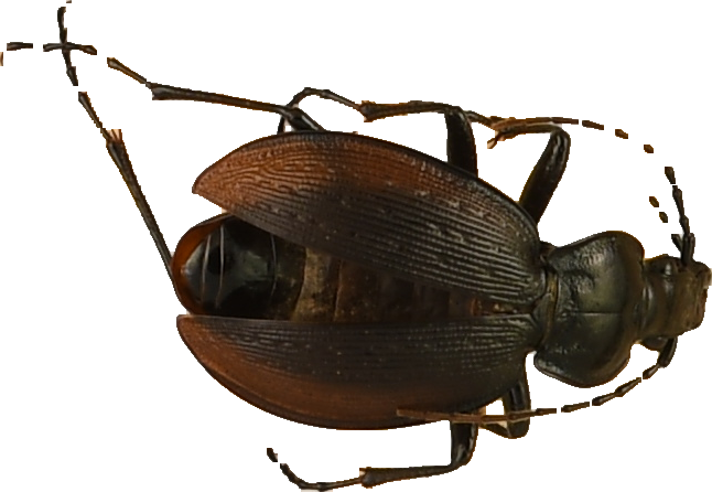 beetle_77.png