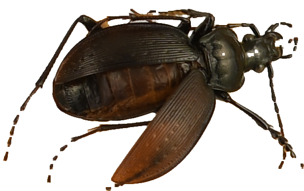 beetle_113.png