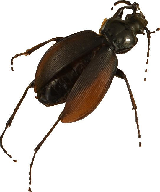 beetle_230.png