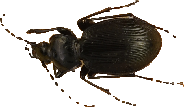 beetle_434.png