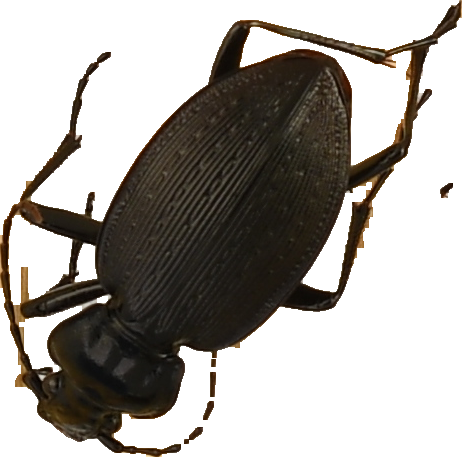 beetle_668.png