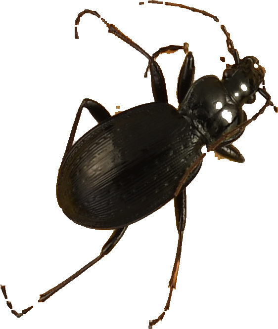 beetle_677.png