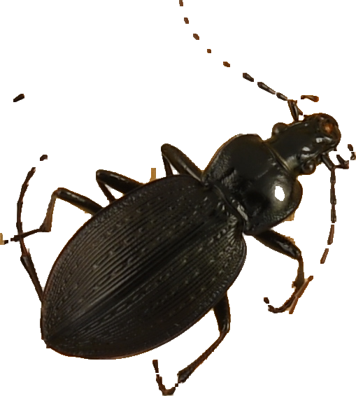 beetle_680.png