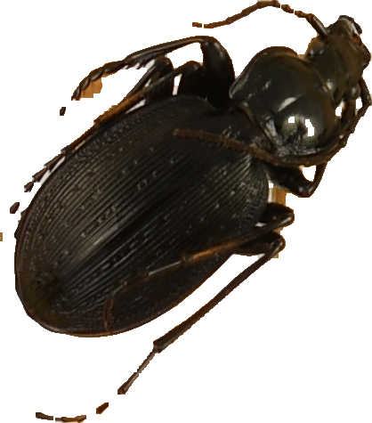 beetle_723.png