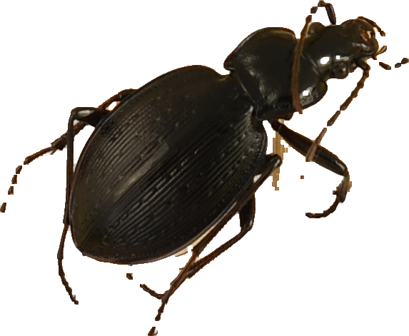 beetle_724.png