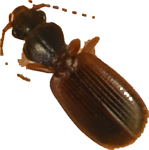 beetle_187.png