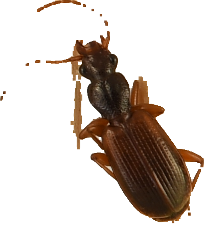 beetle_64.png