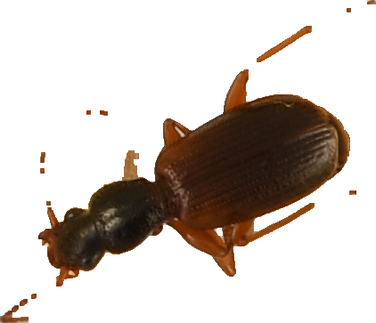 beetle_73.png