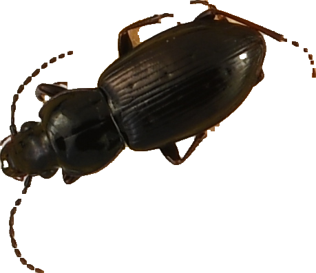 beetle_121.png