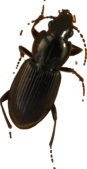 beetle_293.png