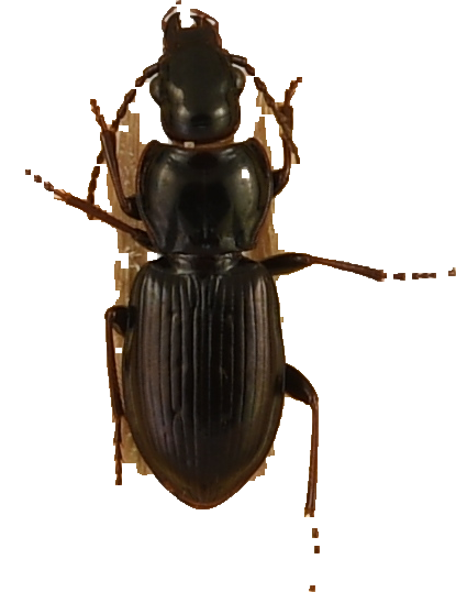 beetle_294.png