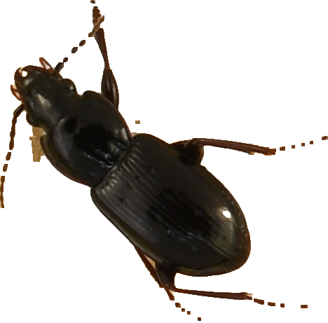 beetle_366.png