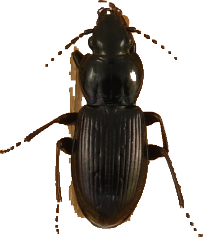 beetle_377.png