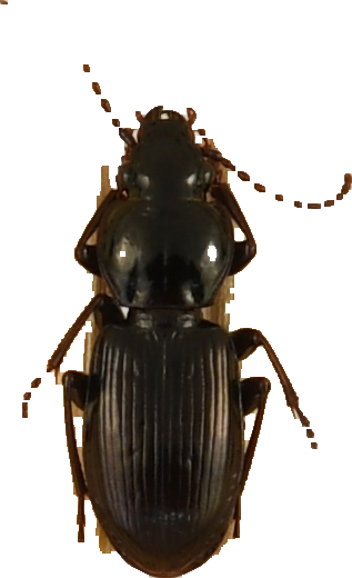 beetle_385.png