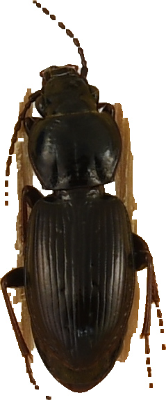 beetle_398.png