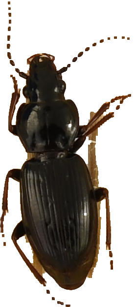 beetle_419.png