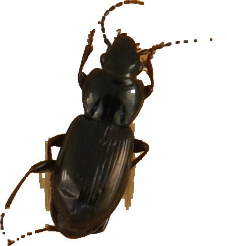 beetle_620.png