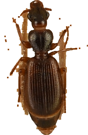 beetle_177.png