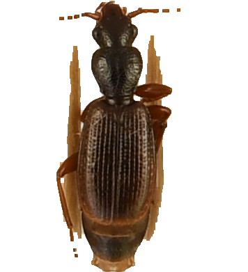 beetle_186.png