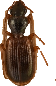 beetle_270.png