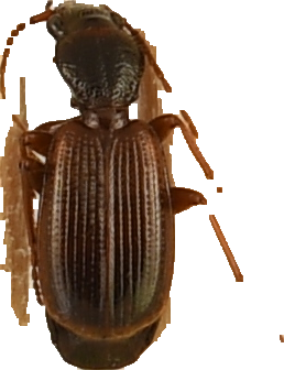 beetle_277.png